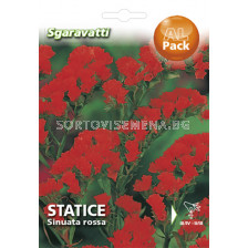 Семена Лимониум - червен`SG - limonium - red