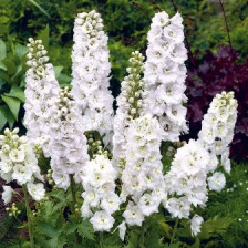 Делфиниум (Ралица) Бял - Delphinium White