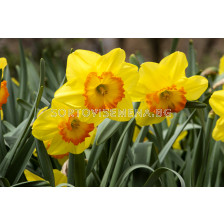 Нарцис/ Narcissi large-cupped 'Delibes' - 1 бр.