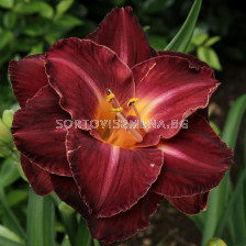 Хемерокалис /HEMEROCALLIS BURGUNDY LOVE/ 1 бр