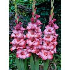 Гладиол Тед/Gladiolus 'Ted's Trump'/