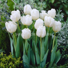 Лале /Tulip Double Mondial/ 1 бр
