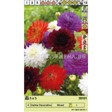 Далия микс/ Dahlia Decorative Mixed - 1 опаковка - 5 броя