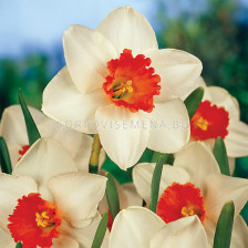 Нарцис/ Narcissi large-cupped Decoy - 1 бр.