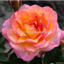 Роза Dekora (храстова роза), серия Heckenzauber- Kordes- 1 брой