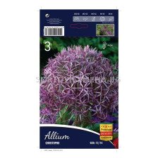 Декоративен Лук (Allium) Christophii