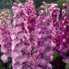 Делфиниум (Ралица) Розов - Delphinium Pink