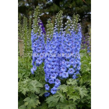 Делфиниум (Ралица) Син - Delphinium Blue