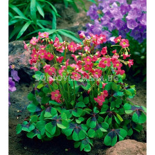 Оксалис/ Oxalis deppei - 1 бр.
