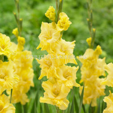 Гладиол /Gladiolus 'Strong Gold'/ 1 бр