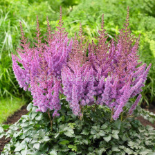 НОВО! Астилбе Аметист /ASTILBE AMETHYST/