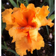 Ирис /iris germanica orange/ 1 бр