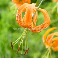 Лилиум  / Lilium species 'Henryii' / 1 бр