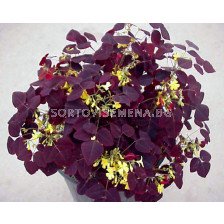 Оксалис /Oxalis rubra/ 