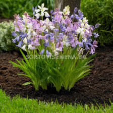 Лъжезюмбюл /Hyacinthoides Hispanica Mixed/ 1 бр