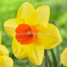 нарцис Large-cupped Red Devon