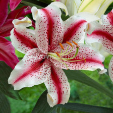 Лилиум ориенталски бял с червени точки - Lilium oriental  white, red spot 14/16 