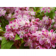 Дойция (Deutzia Hybrida Strawberry Fields)-розова