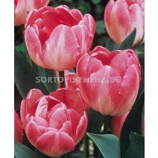 Лале /Tulip Upstar/ 1 бр