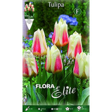 Лале/ Tulipa greigii Diablo - 1 бр.