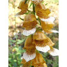 Напръстник - Digitalis Laevigata-1 бр - sortovisemena.bg Напръстник - Digitalis Laevigata-1 бр