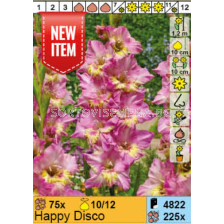 Гладиол Happy Disco/ Gladiolus - 1 брой