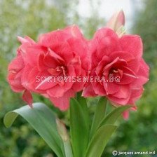 Амарилис Дива/  Amaryllis Diva - 1 бр