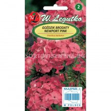 Топ карамфил Newport Pink salmon - кичест, розов - Dianthus barbatus tall Newport Pink salmon-pink, single (0.50g) - Legutko