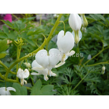 Дамско сърце / Dicentra Spectabilis Alba / 1 бр