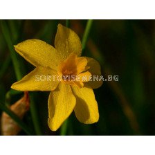 Нарцис/ Narcissus Diego