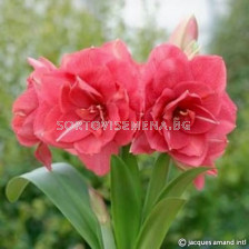 Амарилис Дива/  Amaryllis Diva - 1 бр