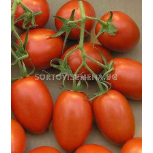 Сорт домати тип Рома CRX 71 302 F1. Аграра ООД. Сортови семена Дар