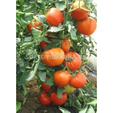 Семена домати Алианс F1 (Aliance F1) - 1000 сем