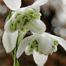 Кокиче /Galanthus nivalis 'Hippolyta''/ 1 бр