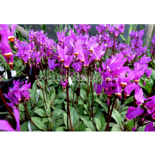 Додекатеон / Dodecatheon meadia - 1 брой