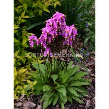 Додекатеон/ Dodecatheon Jeffreyi- 2 бр