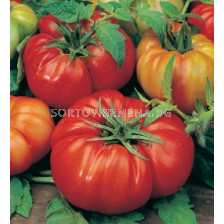 Семена домати Бифтек Фиорентино`SG - Tomato Biftek Fiorentino
