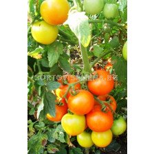 Семена Домати Пловдивска каротина - Tomato Plovdivska karotina