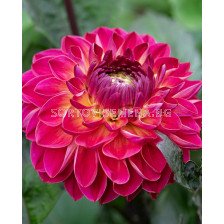 Далия decorative Dancing Don - 1 бр.