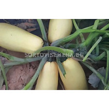 Семена тиква Дона F1/ Atlanta Seed/