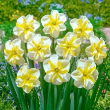 Нарцис/ Narcissus Donaupark - 1 бр.