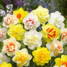 Нарциси кичести /Flora Elite 'Packs'  Narcissus double mix/ 1 оп -5 бр