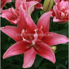 Лилиум (азиатски)/ ASIATIC LILIUM Double lady - 1 бр.