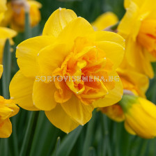Нарцис/ Narcissi double Double Sunrise - 1 бр.