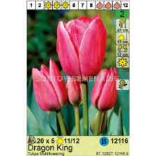 Лале/ Tulipa Dragon King: Пакет: 1 оп. -  5 бр.