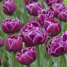 Лале /Tulip 'Dream Touch'/ 1 бр
