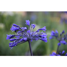 Агапантус Intermedia - 1 бр.