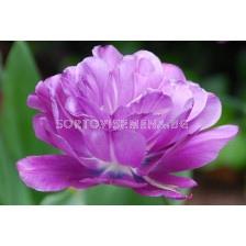 Лале /Tulip Blue Spectacle/ 1 бр