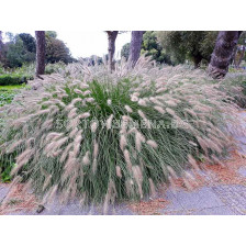 Пенисетум / Pennisetum Alopecuroides/ 1 бр