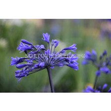 Агапантус Intermedia - 1 бр.